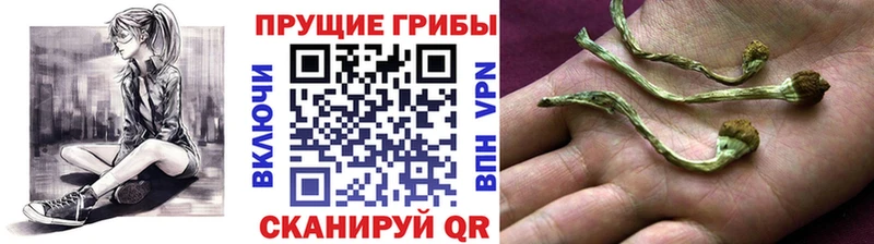 это какой сайт  KRAKEN ONION  Урюпинск  Галлюциногенные грибы Cubensis 